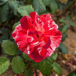 Hanky Panky Rose Bush Gift - Rose Bush Gift - Tree2mydoor