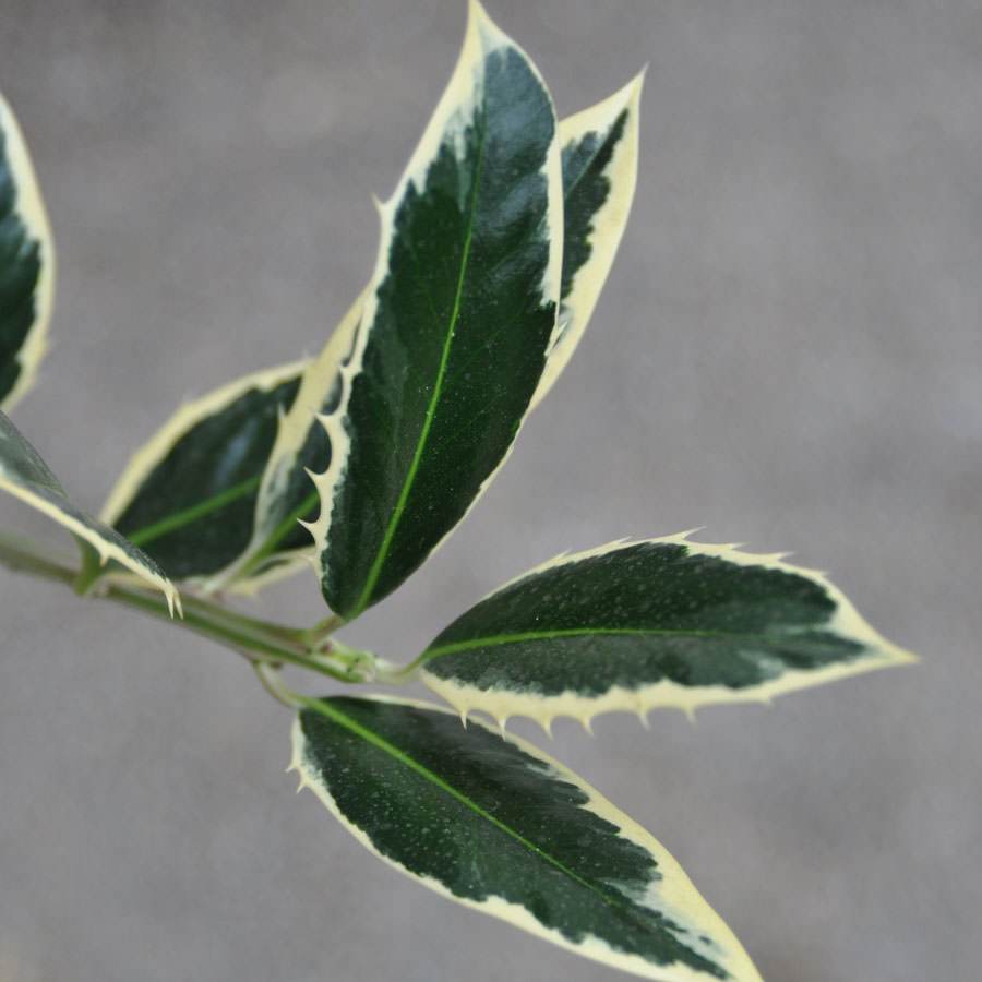 Handsworth Silver Holly Tree