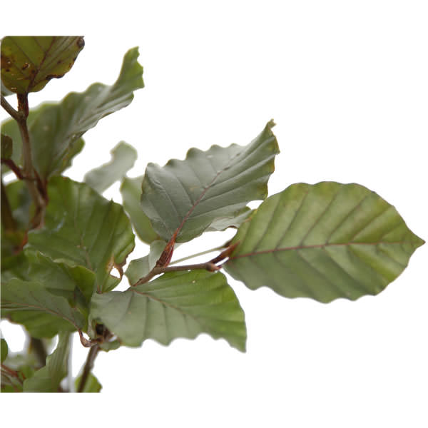 Fagus sylvatica purpurea Leaves