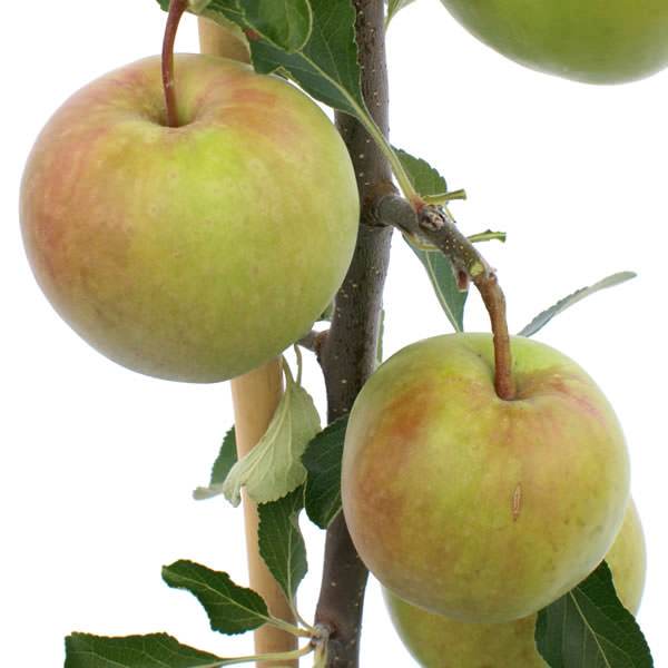 Falstaff Apple Tree Gift - Fruit Tree Gift - Tree2mydoor