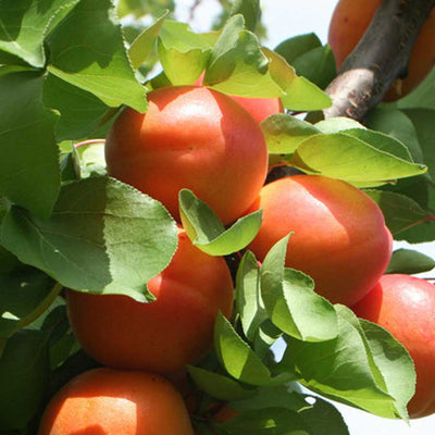 Dwarf Apricot Aprigold Tree Gift