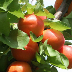 Dwarf Apricot Aprigold Tree Gift - Fruit Tree Gift - Tree2mydoor