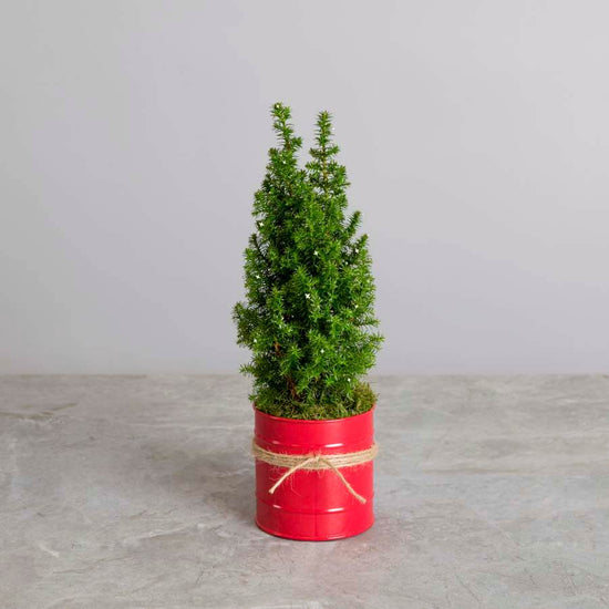 Real Mini Christmas Trees | Mini Christmas Tree Delivery UK – Tree2mydoor