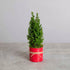 Miniature Christmas Tree