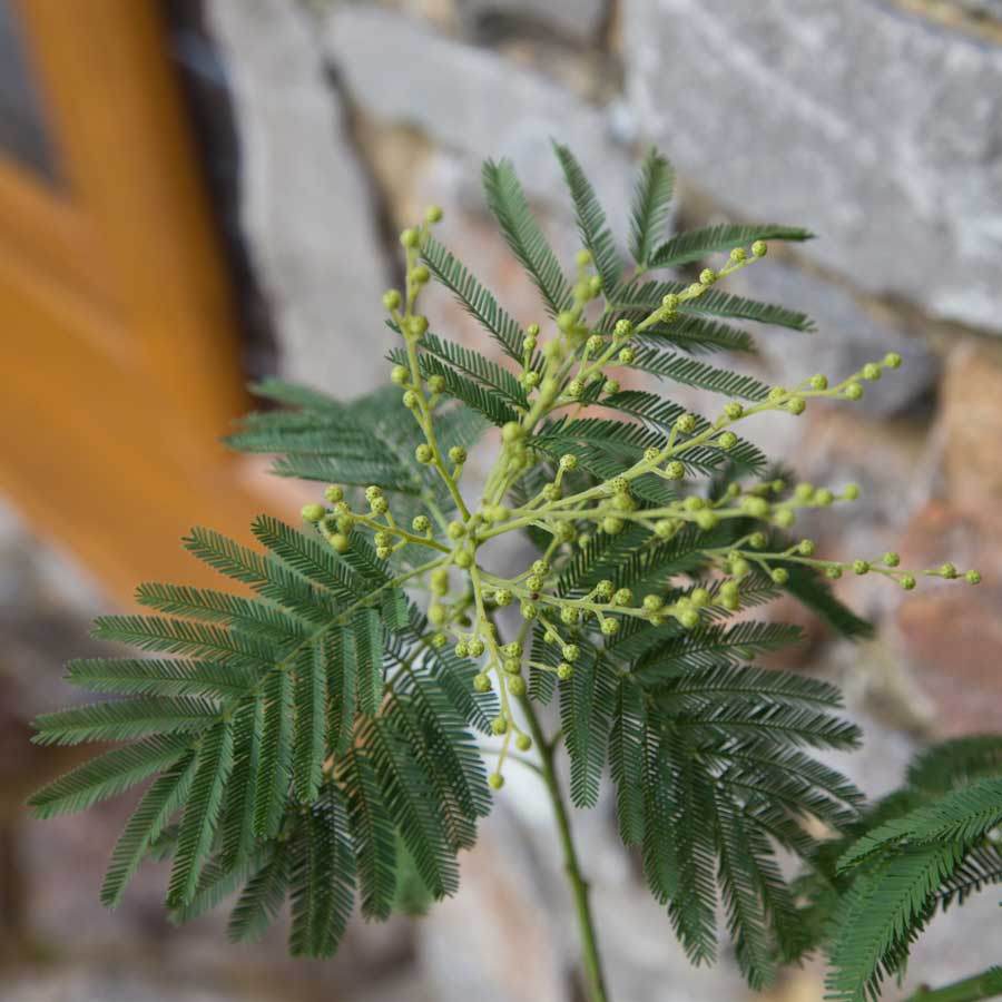 Mimosa Tree Gift - Flowering Tree Gift - Tree2mydoor