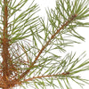 Pinus sylvestris scotica Sapling Needles