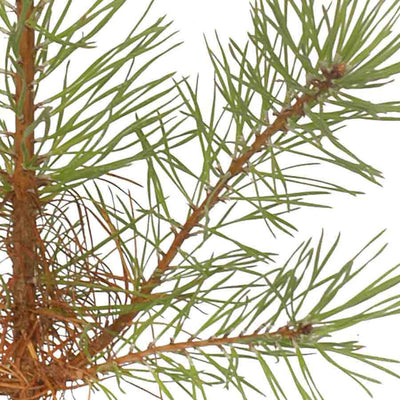 Pinus sylvestris scotica Sapling Needles