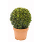 Box Topiary for Sale