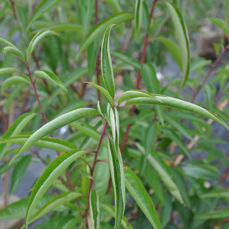 Dwarf Almond Tree Gift - Fruit Tree Gift - Tree2mydoor