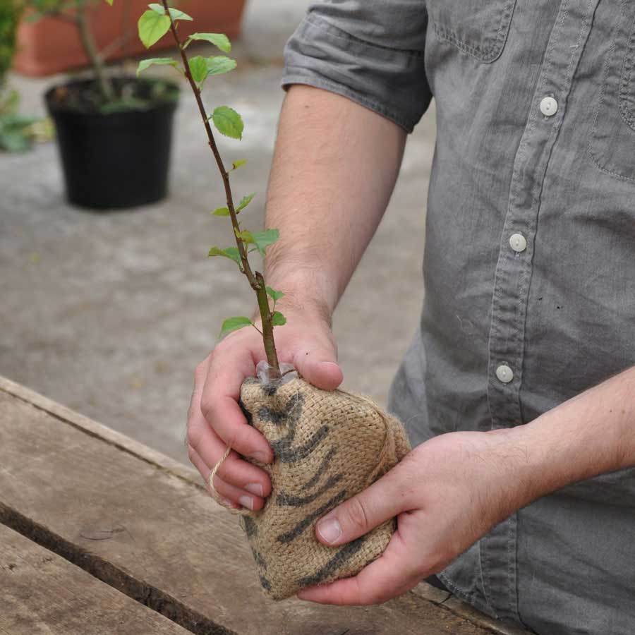 Includes one Crab Apple tree sapling