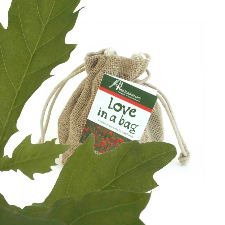 Fathers Day Oak Tree Gift Set - Native Tree Gift - Tree2mydoor