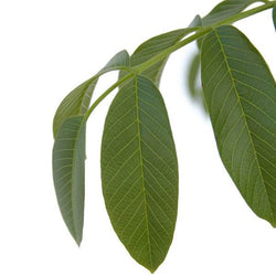 Walnut Tree Gift (4ft) - Gardeners Club - Tree2mydoor