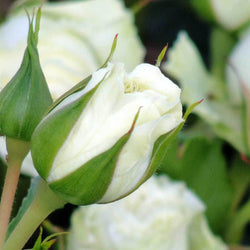 With Love Rose Gift - Rose Bush Gift - Tree2mydoor