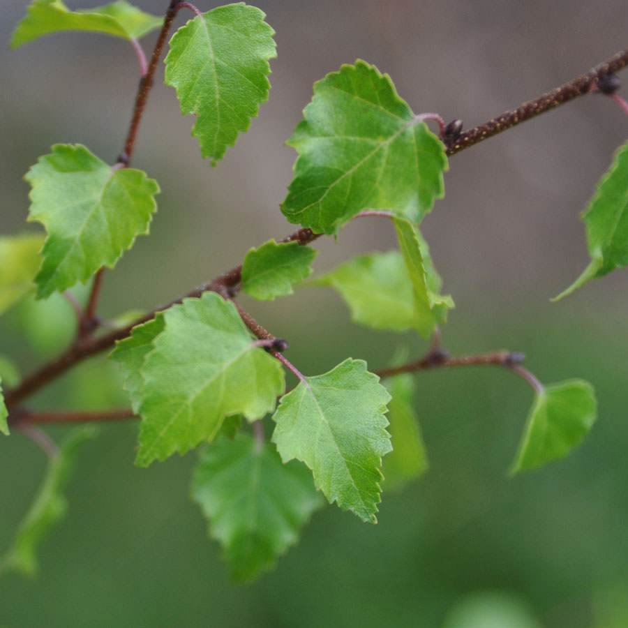 Golden Beauty Birch Tree Gift - Gardeners Club - Tree2mydoor