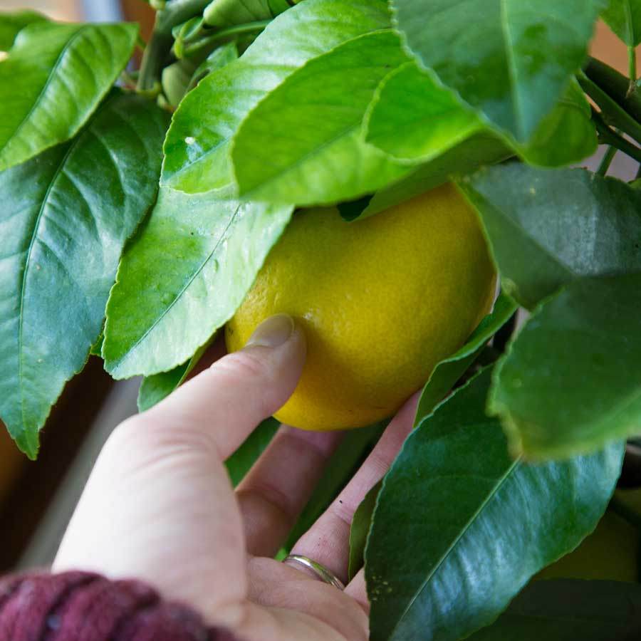 Mini Lemon Tree Gift Mini Stem Lemon Tree - Citrus Tree Gift - Tree2mydoor