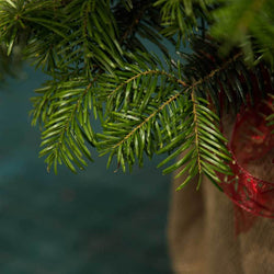 7ft Nordmann Fir Cut Christmas Tree No Stand - Christmas Tree Gift - Tree2mydoor