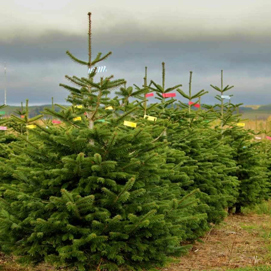 7ft Nordmann Fir Cut Christmas Tree No Stand - Christmas Tree Gift - Tree2mydoor