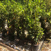 Buy 7L Laurus nobilis trees