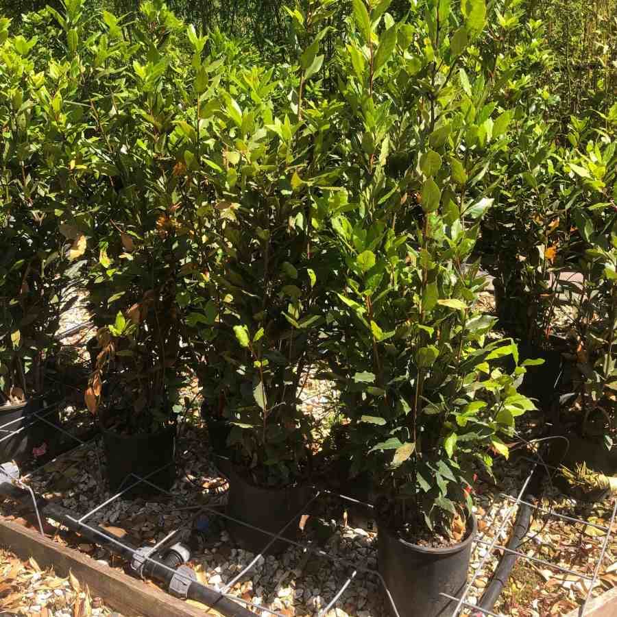 7L Laurus nobilis 1.2-1.5cm - Gardeners Club - Tree2mydoor