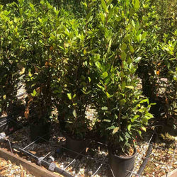 7L Laurus nobilis 1.2-1.5cm - Gardeners Club - Tree2mydoor