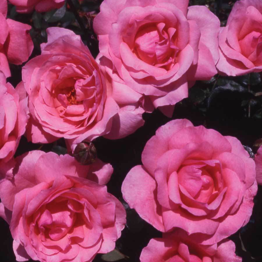 Special Mum Standard Rose Gift - Rose Bush Gift - Tree2mydoor