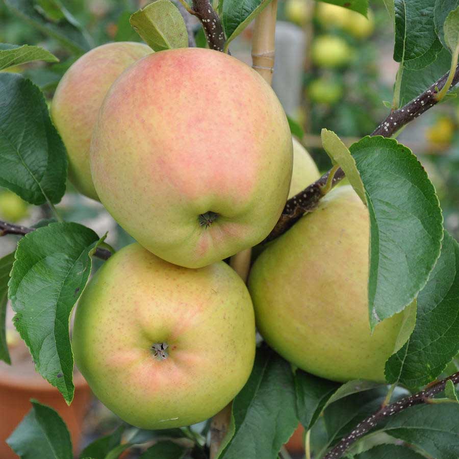 Golden Delicious Apple Trees for Sale