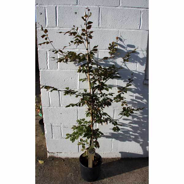 Common Beech Tree (2m) - Gardeners Club - Tree2mydoor