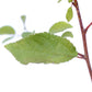Prunus spinosa Leaves