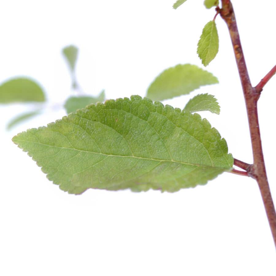 Blackthorn Tree Gift Sapling (20 to 60cm) - Native Tree Gift - Tree2mydoor