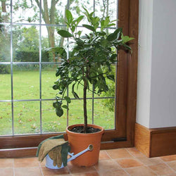 Mandarin Tree Gift - Citrus Tree Gift - Tree2mydoor