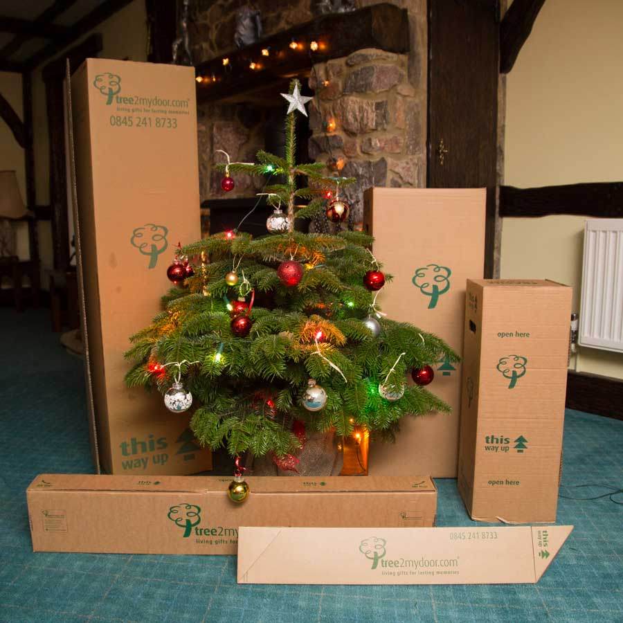 4ft Pot Grown Nordmann Fir Christmas Tree - Christmas Tree Gift - Tree2mydoor