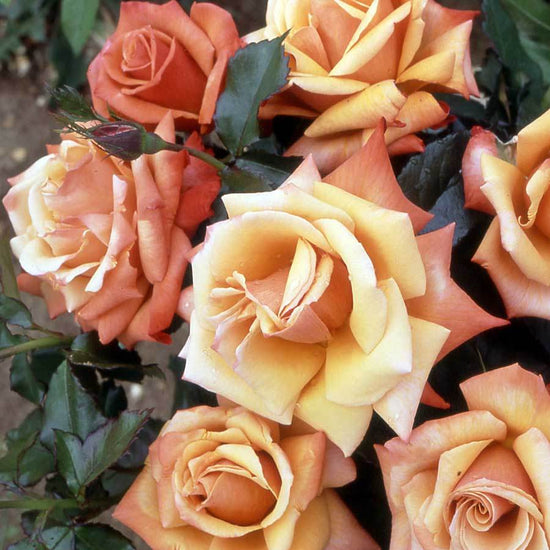 Remember Me Standard Rose Tree Gift