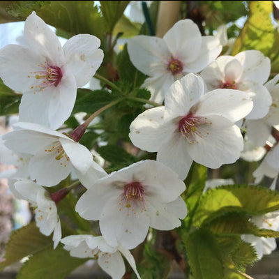 Amanogawa Flowering Cherry Tree