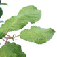 Victoria Plum Trees for Sale