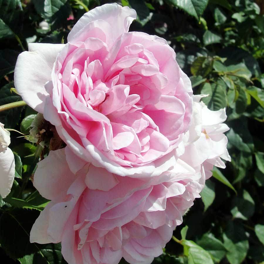 Make a Wish Rose Bush Gift - Rose Bush Gift - Tree2mydoor