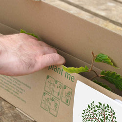 Birthday Tree Gift Pack Beech Tree / Plaque - No Engraved Message - Tree Gift Pack - Tree2mydoor