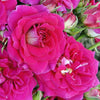 Standard Sized Perfect Match Rose Bush Gift