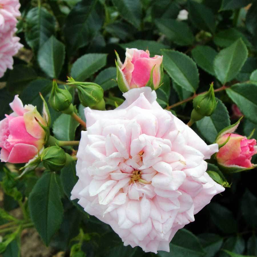 Touch of Glamour Rose Gift - Rose Bush Gift - Tree2mydoor