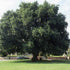 Large English Oak Tree
