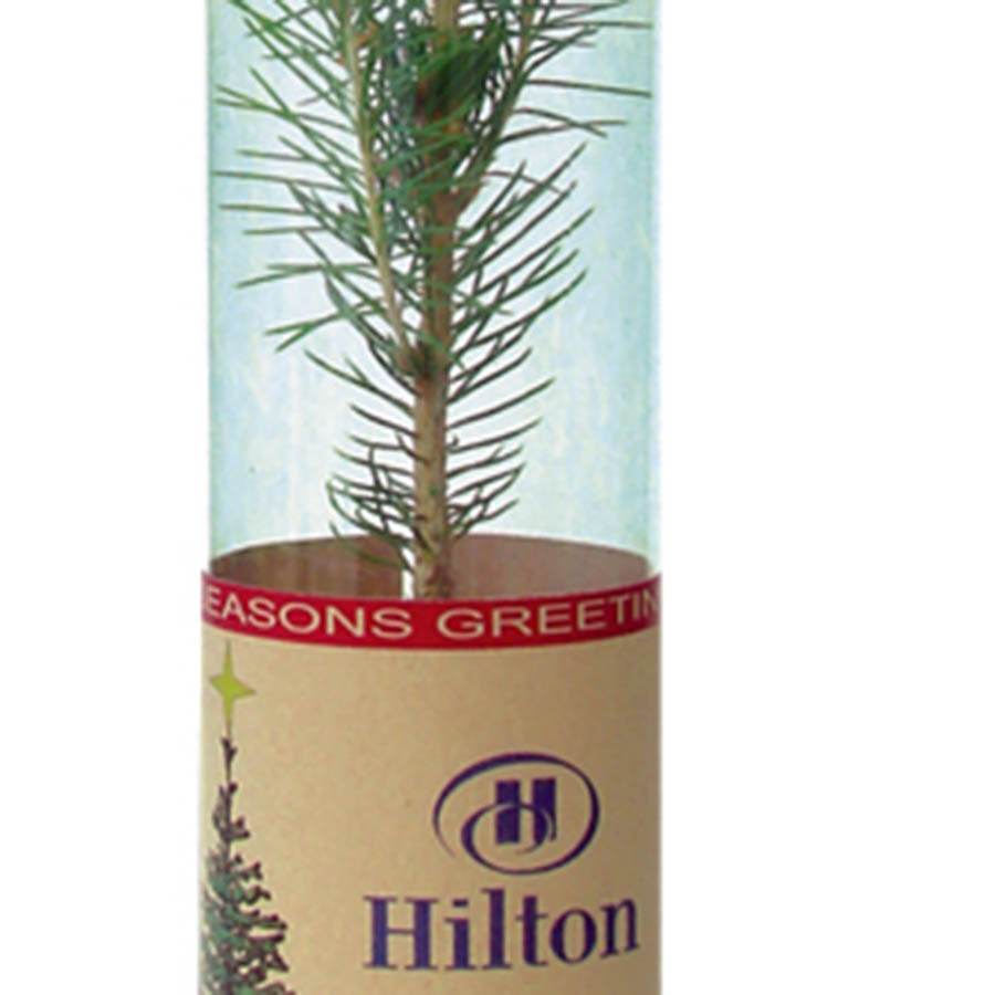 Promotional Trees in Tubes - Tree2mydoor Business - Tree2mydoor