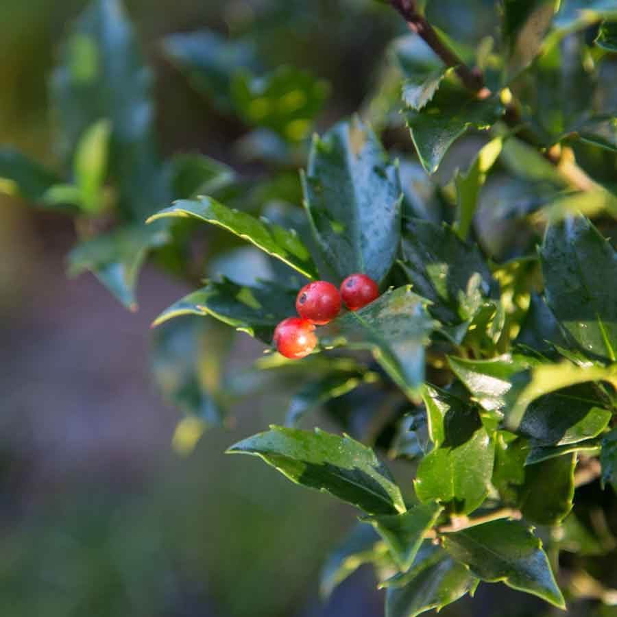 Red Christmas Holly Bush Gift 