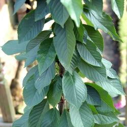 Dwarf Cherry Tree Gift - Fruit Tree Gift - Tree2mydoor