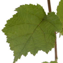 Corylus Avellana Leaves