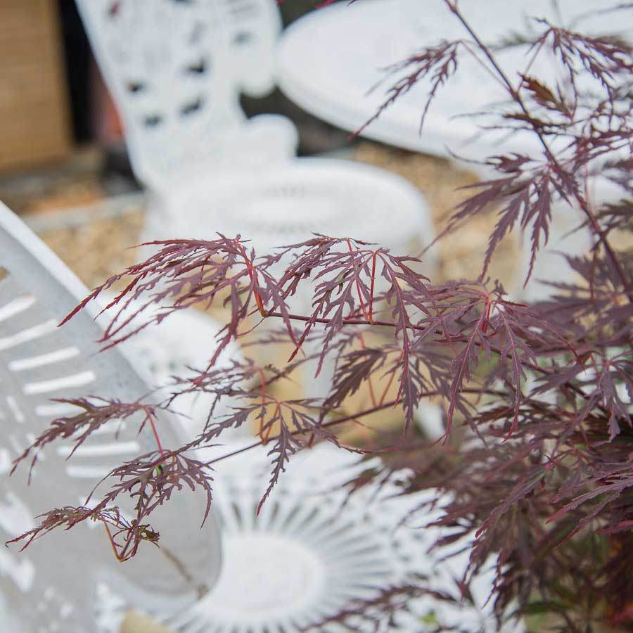 Firecracker Japanese Maple Tree Gift - Acer Tree Gift - Tree2mydoor