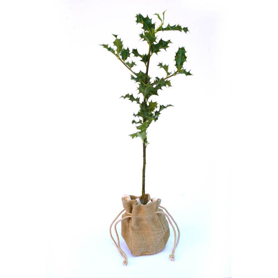 Holly Tree Sapling Gift - Holly Tree Gift - Tree2mydoor