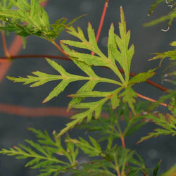 Emerald Lace Japanese Maple Tree Gift - Acer Tree Gift - Tree2mydoor