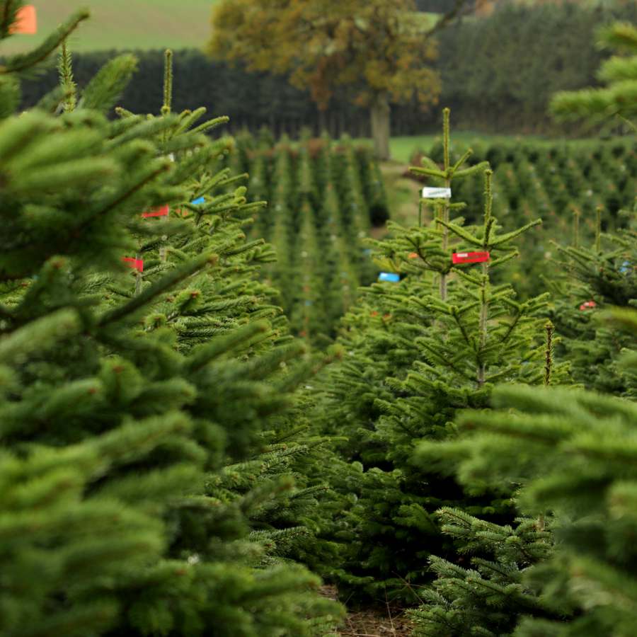 Christmas Trees Growing in a Field