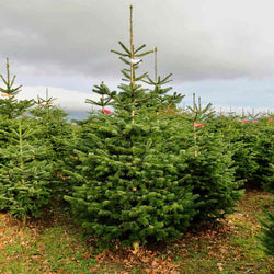8ft Nordmann Fir Cut Christmas Tree No Stand - Christmas Tree Gift - Tree2mydoor