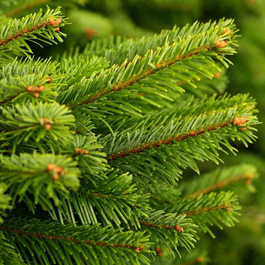 8ft Nordmann Fir Cut Christmas Tree No Stand - Christmas Tree Gift - Tree2mydoor