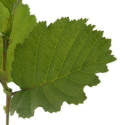 Common Alder Tree - Native Tree Gift - Tree2mydoor